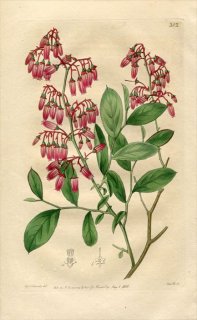 1818ǯ Edwards Botanical Register No.302 ĥĥ Υ° ۥȥ٥꡼ VACCINIUM fuscatum