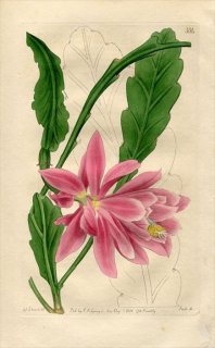 1818ǯ Edwards Botanical Register No.304 ܥƥ ǥĥ° CACTUS speciosus ¿ʪ