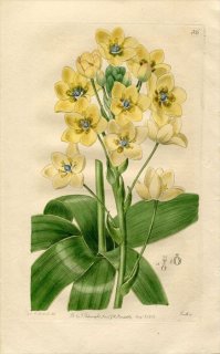 1818ǯ Edwards Botanical Register No.305  ޥ° ORNITHOGALUM thyrsoides