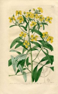 1818ǯ Edwards Botanical Register No.307 ߥ إ롼° RUTA pinnata