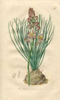 1818ǯ Edwards Botanical Register No.311  ֥° ALBUCA fugax