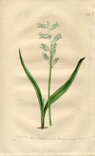 1818ǯ Edwards Botanical Register No.314  饱ʥꥢ° LACHENALIA pallida