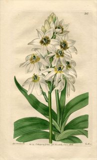 1818ǯ Edwards Botanical Register No.315  ޥ° ORNITHOGALUM revolutum