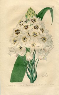 1818ǯ Edwards Botanical Register No.316  ޥ° ORNITHOGALUM thyrsoides