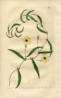 1818ǯ Edwards Botanical Register No.317 ҥ륬 ۥХ° IPOMOEA denticulata