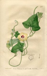 1818ǯ Edwards Botanical Register No.318 ҥ륬 ĥޥ° CONVOLVULUS involucratus