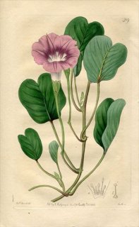 1818年 Edwards Botanical Register No.319 ヒルガオ科 サツマイモ属 グンバイヒルガオ IPOMOEA maritima