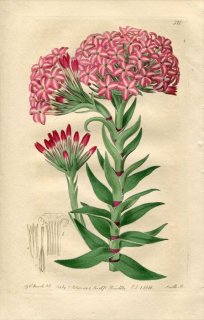 1818ǯ Edwards Botanical Register No.320 ٥󥱥 å° CRASSULA versicolor ¿ʪ