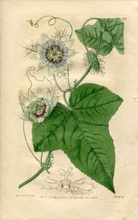 1818ǯ Edwards Botanical Register No.321 ȥ ȥ° ȥ PASSIFLORA foetida