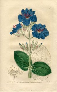 1818ǯ Edwards Botanical Register No.323 Υܥ RHEXIA holosericea