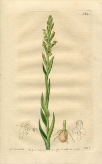 1818ǯ Edwards Botanical Register No.324  ǥ° DISA bracteata