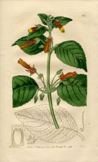 1818ǯ Edwards Botanical Register No.329 勵Х ͥꥢ° GESNERIA aggregata
