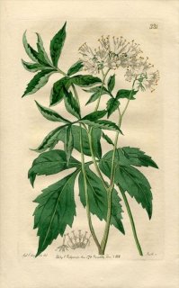 1818ǯ Edwards Botanical Register No.331 饵 ҥɥե° HYDROPHYLLUM virginicum