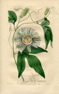 1818ǯ Edwards Botanical Register No.332 ȥ ȥ° ܥȥ PASSIFLORA incarnata