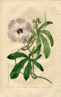1818年 Edwards Botanical Register No.333 ヒルガオ科 サツマイモ属 IPOMOEA platensis