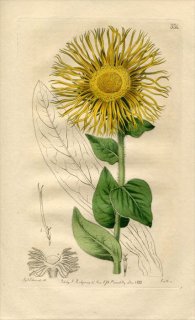 1818ǯ Edwards Botanical Register No.334  ° INULA glandulosa