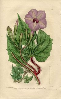 1818ǯ Edwards Botanical Register No.335 ҥ륬 ĥޥ°  IPOMOEA setosa