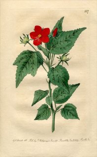 1819ǯ Edwards Botanical Register No.337  ե襦° ϥӥ HIBISCUS Rosa malabarica