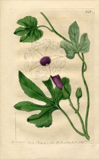 1819ǯ Edwards Botanical Register No.342 ҥ륬 ĥޥ° IPOMOEA Jalapa