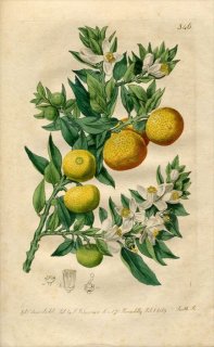 1819ǯ Edwards Botanical Register No.346 ߥ ߥ°  CITRUS Aurantium