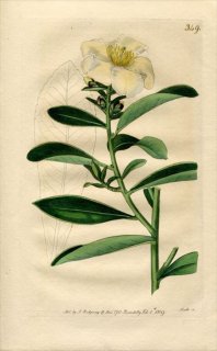 1819ǯ Edwards Botanical Register No.349 ĥХ ĥХ° ĥХ CAMELLIA axillaris