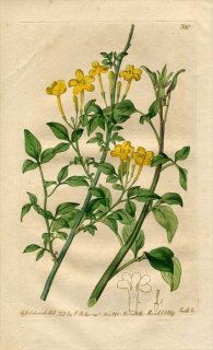 1819ǯ Edwards Botanical Register No.350 ⥯ ° 㥹ߥ JASMINUM humile