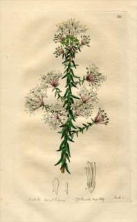 1819ǯ Edwards Botanical Register No.366 ߥ ǥ° DIOSMA ciliata