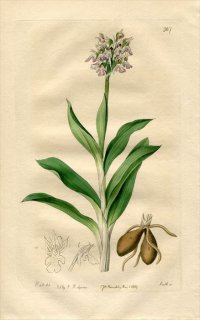 1819ǯ Edwards Botanical Register No.367  ͥͥ° ORCHIS variegata