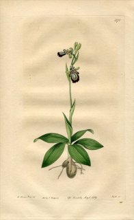 1819ǯ Edwards Botanical Register No.370  եꥹ° OPHRYS Speculum