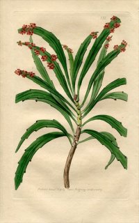 1819ǯ Edwards Botanical Register No.373 ߥ󥽥 ߥ󥽥° XYLOPHYLLA falcata