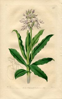 1819ǯ Edwards Botanical Register No.375  륭° ORCHIS tephrosanthos