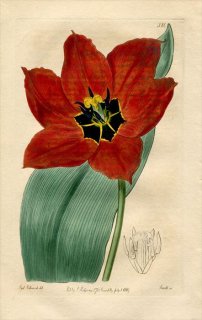 1819ǯ Edwards Botanical Register No.380  塼å° TULIPA gesneriana