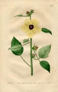 1819ǯ Edwards Botanical Register No.381  ե襦° ϥӥ HIBISCUS diversifolius