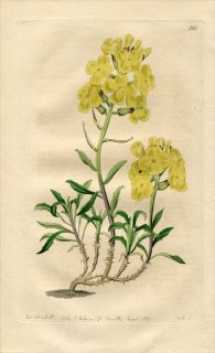 1819ǯ Edwards Botanical Register No.388 ֥ʲ ° ERYSIMUM diffusum