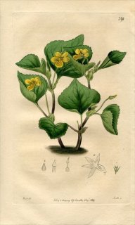 1819ǯ Edwards Botanical Register No.390 ߥ ߥ° VIOLA pubescens