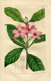 1819ǯ Edwards Botanical Register No.391 祦ȥ ٥° CERBERA fruticosa