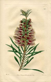 1819ǯ Edwards Botanical Register No.393 եȥ ֥饷Υ° CALLISTEMON rigidum