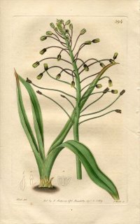 1819ǯ Edwards Botanical Register No.394  ॹ° MUSCARI ciliatum