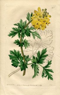 1819ǯ Edwards Botanical Register No.395  եޥꥢ° FUMARIA nobilis