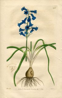 1819ǯ Edwards Botanical Register No.398  ֥ᥦ° HYACINTHUS amethystinus