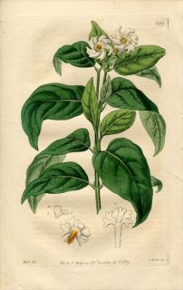 1819ǯ Edwards Botanical Register No.399 ⥯ ˥ƥ° 륽 NYCTANTHES Arbor tristis