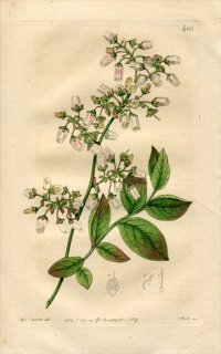 1819ǯ Edwards Botanical Register No.400 ĥĥ Υ° ۥȥ٥꡼ VACCINIUM amoenum