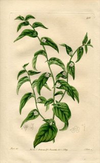 1819年 Edwards Botanical Register No.401 ヒルガオ科 アサガオガラクサ属 EVOLVULUS latifolius