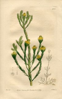 1819ǯ Edwards Botanical Register No.402 ޥ⥬ 쥦ǥɥ° LEUCADENDRON corymbosum