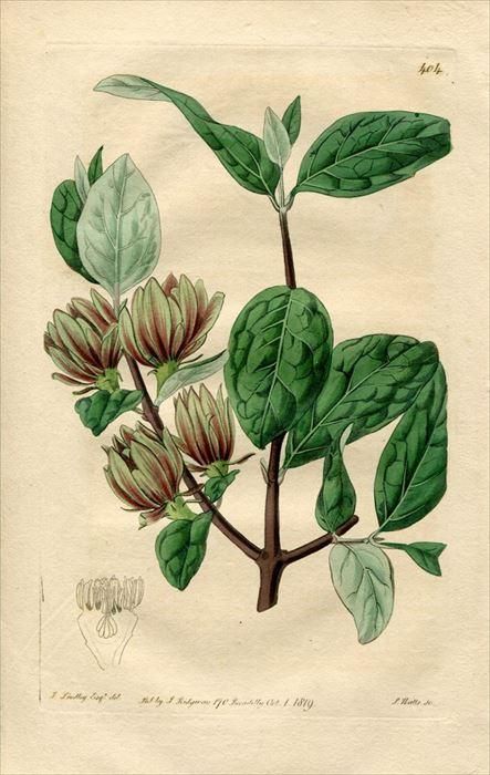 1819年 Edwards Botanical Register No 404 ロウバイ科 クロバナロウバイ属 Calycanthus Fertilis アンティークプリント ボタニカルアート 博物画の通販サイト Spirito Di Artigiano 1819年 Edwards Botanical Register No 404 ロウバイ科 クロバナロウバイ属 Calycanthus Fertilis アンティークプリント ボタニカルアート 博物画の通販サイト Spirito Di Artigiano