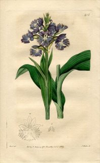 1819ǯ Edwards Botanical Register No.405  ߥȥ° HABENARIA fimbriata