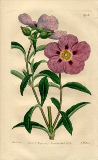 1819ǯ Edwards Botanical Register No.408 ϥ˥Хʲ ° CISTUS purpureus