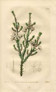 1819ǯ Edwards Botanical Register No.409 եȥ ȥꥯ° CALYTRIX glabra