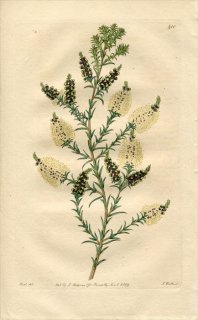 1819ǯ Edwards Botanical Register No.410 եȥ 쥦° MELALEUCA incana