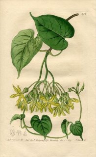 1819ǯ Edwards Botanical Register No.412 祦ȥ ڥ륰ꥢ° PERGULARIA odoratissima